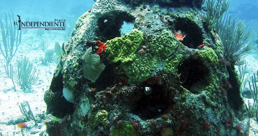 Instalan arrecifes artificiales en Mulegé para recuperar fauna marina