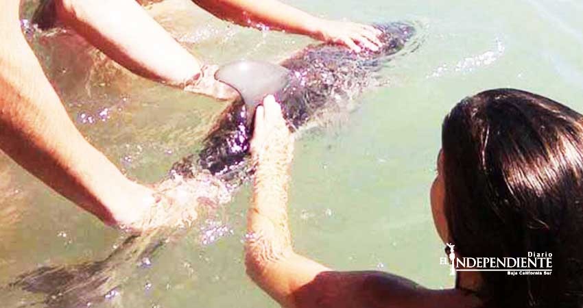 Muere cría de delfín después que turistas lo sacaran para 'selfies'