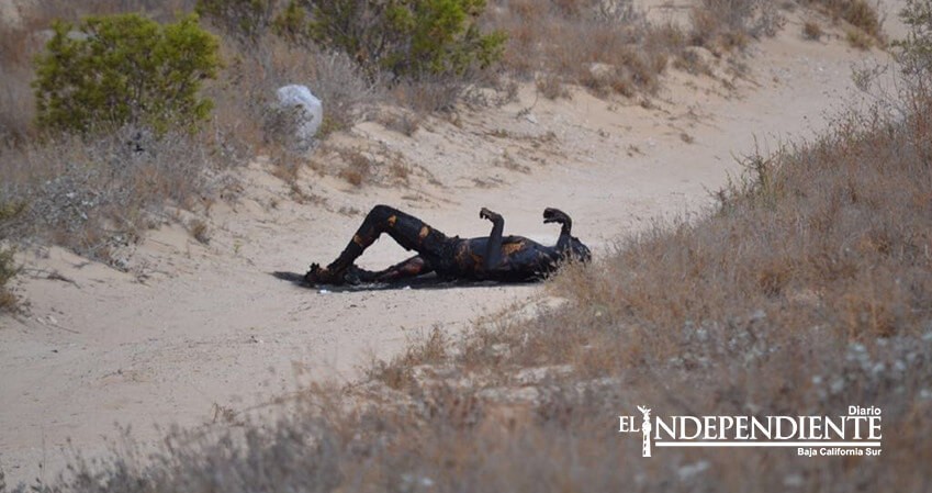 Encuentran una persona calcinada en Guerrero Negro