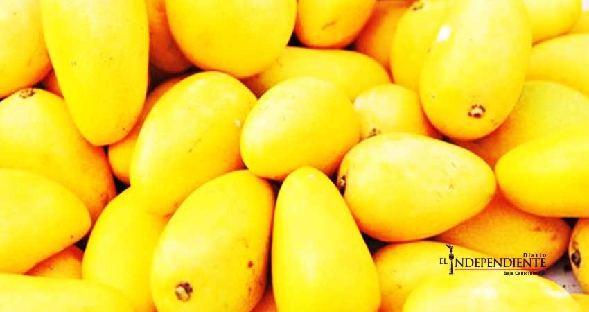 BCS exporta 2 mil toneladas de mango a Canadá, EE.UU. y Japón