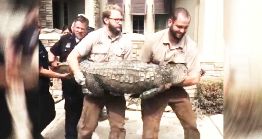 Este hombre encontró a un cocodrilo en su comedor