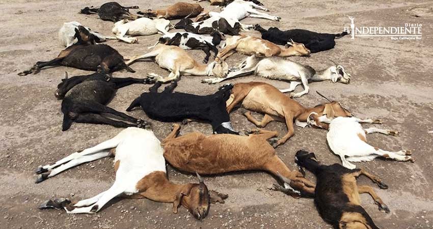 Sin cuantificar daños a sector agrícola y ganadero de Comondú