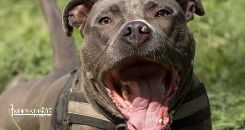 Pitbull drogado mata a mordidas a su dueño en Londres