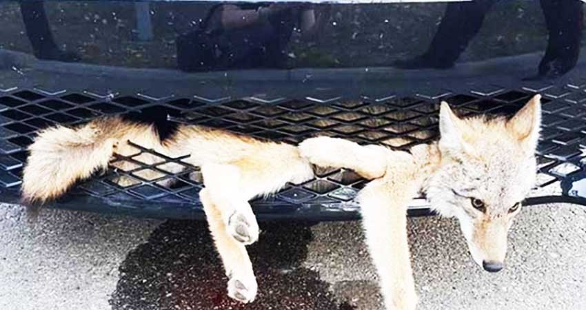 Viaja coyote en parrilla de coche y sobrevive