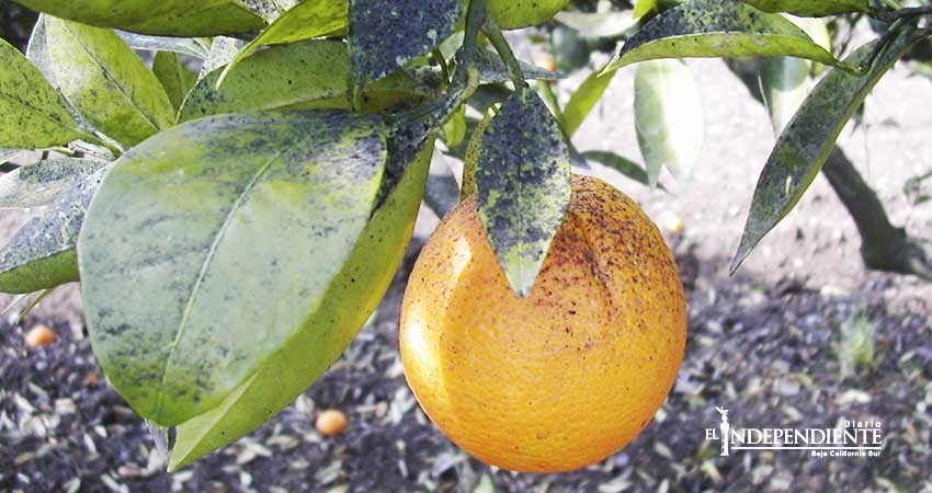 Brote de plaga en cítricos moviliza acciones de fumigación por parte de Sagarpa