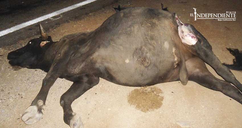 Necesaria suma de voluntades para evitar accidentes a causa del ganado suelto