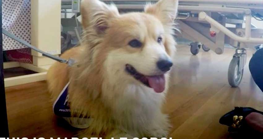 Marcel, el adorable corgi que da terapia a pacientes con demencia