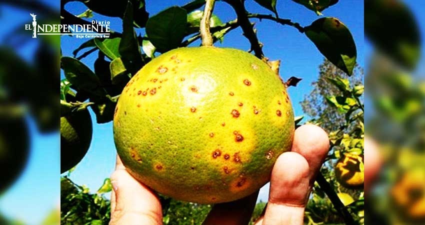 En riesgo la sanidad vegetal de BCS: Venustiano Pérez 