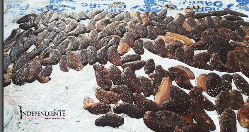 Inicia investigación por delito contra la ley general de la biodiversidad