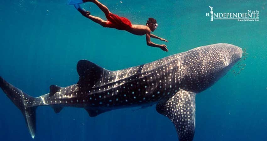 Implementa  Semarnat  vigilancia con GPS para monitorear al tiburón ballena