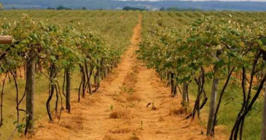 Este videojuego te enseña a ser un 'magnate del vino'