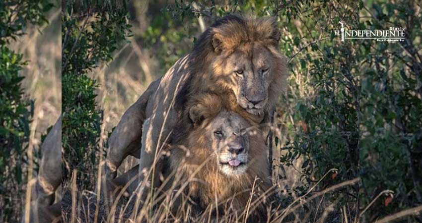 Piden en Kenia aislar a leones gays