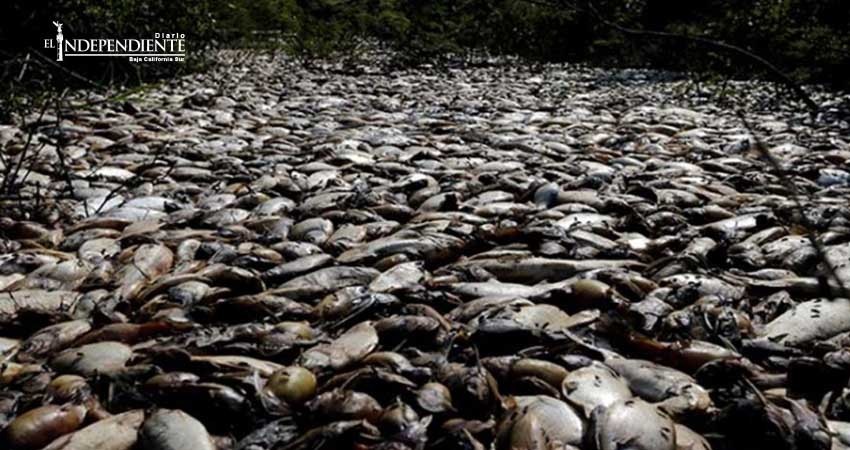 Catástrofe ambiental está casi al límite, advierten científicos