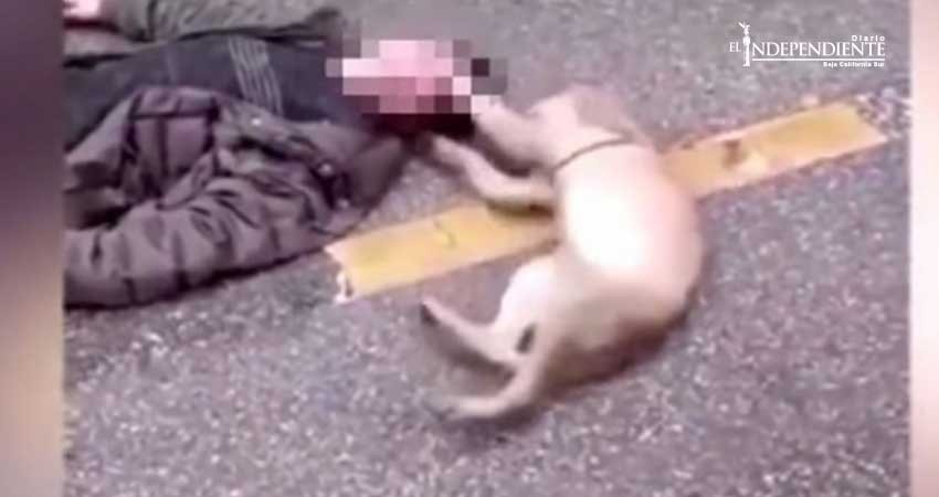 Perrito intenta desesperadamente revivir a su dueño