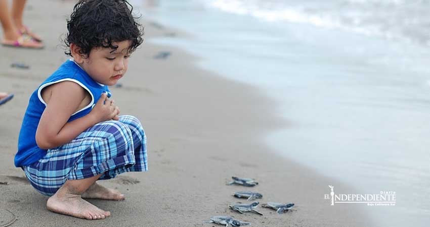 En 17 años se han liberado más de 2 millones de tortugas en playas de Los Cabos