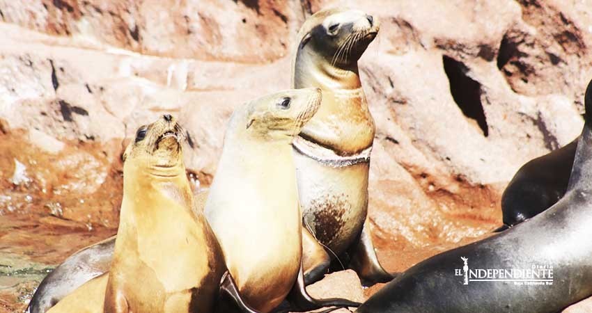 Realiza Profepa desenmalle de un lobo marino en la Isla Espíritu Santo