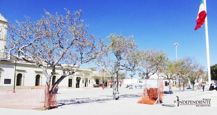 Está sujeto a modificación manejo de arbolado en proyecto de rehabilitación en plaza de SJC: Sepuit