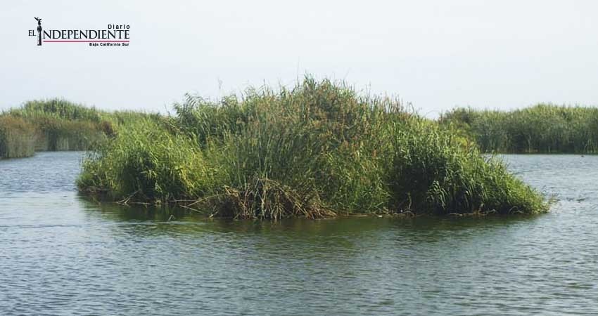 Falta de coordinación entre autoridades dificulta rescate del Estero de SJC