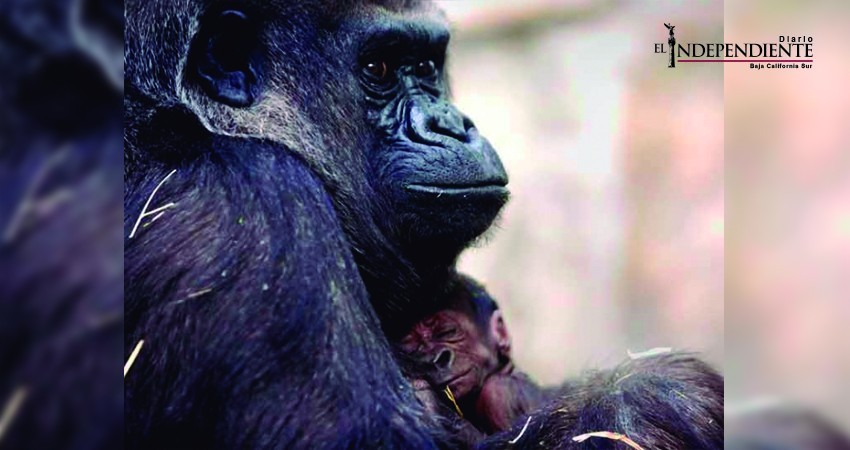 Gorila da a luz a bebé en zoológico en Ohio