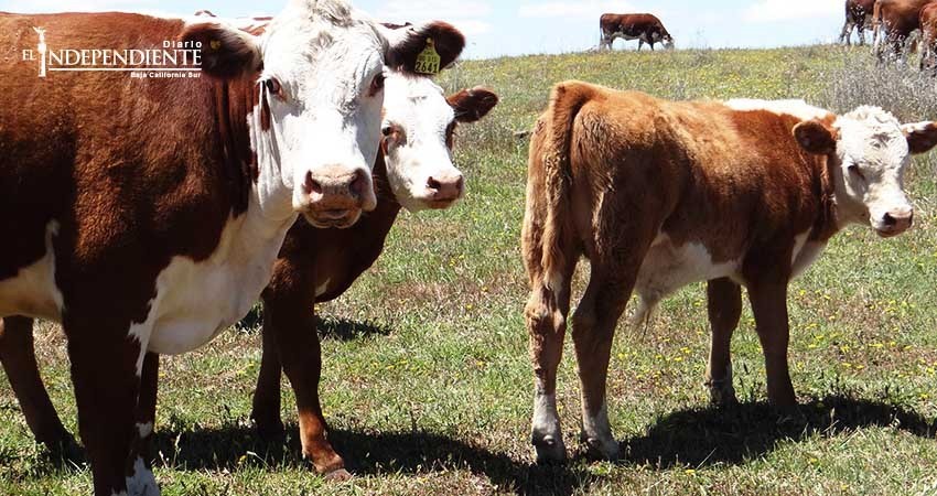 Se incrementa robo de ganado en BCS