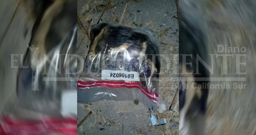 Denuncian a empresa de valores que transportaba perros en bolsas selladas