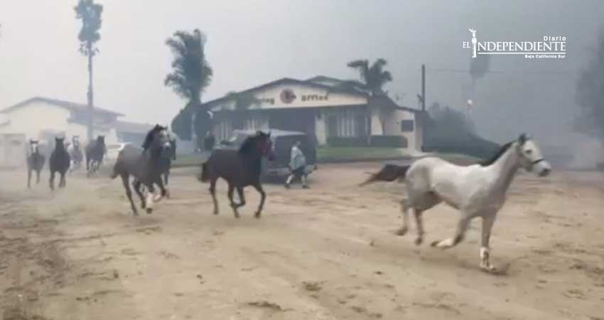 Continúan desalojos por nuevas llamaradas en sur de California