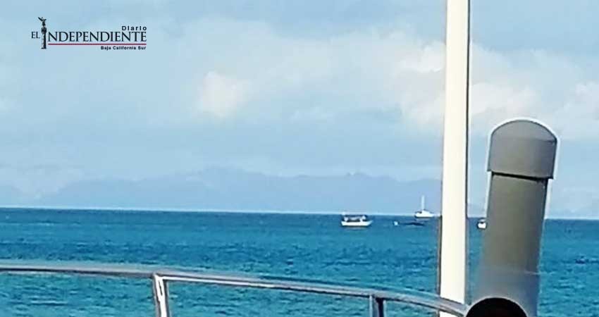 Localizan dos ballenas varadas en la Bahía de La Paz