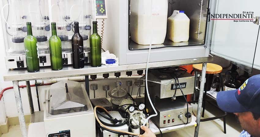 Por primera vez en La Paz, buscan producir vino de higo