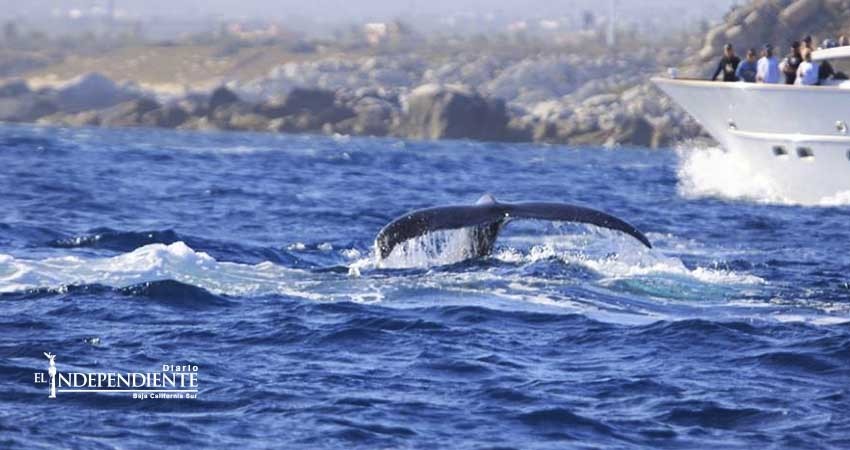 Se observan los primeros avistamientos de ballenas en la Bahía de CSL