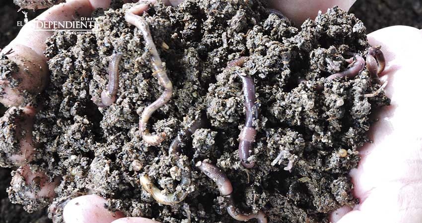 Lombricario de UABCS produce cerca de 10 toneladas de humus orgánico al año