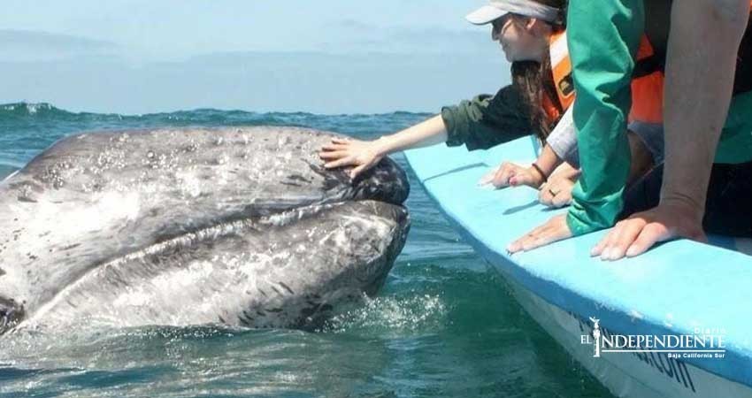 Inicia la temporada de avistamiento de ballenas en Mulegé