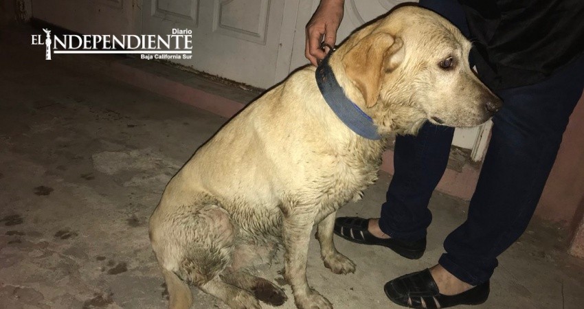 Pirotecnia causa severos daños a los animales: CANIMX