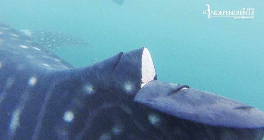 Avistan tiburón ballena herido por propela en la Bahía de La Paz
