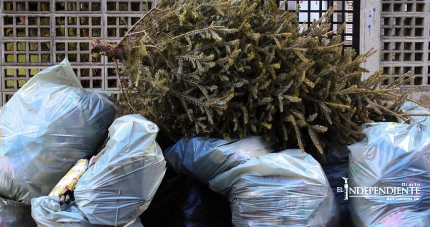 No habrá centro de acopio para arbolitos navideños este año