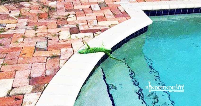 Iguanas caen petrificadas por el frío en Florida