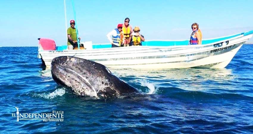 Del 2 al 4 de Febrero se llevará a cabo el Festival de la Ballena en López Mateos