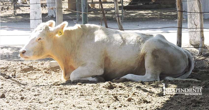 Se prepara Distrito La Paz de Sagarpa para poner en marcha nuevas reglas de operación