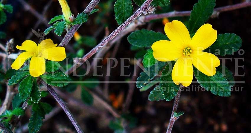 BCS cuenta con cerca de 369 especies de plantas medicinales