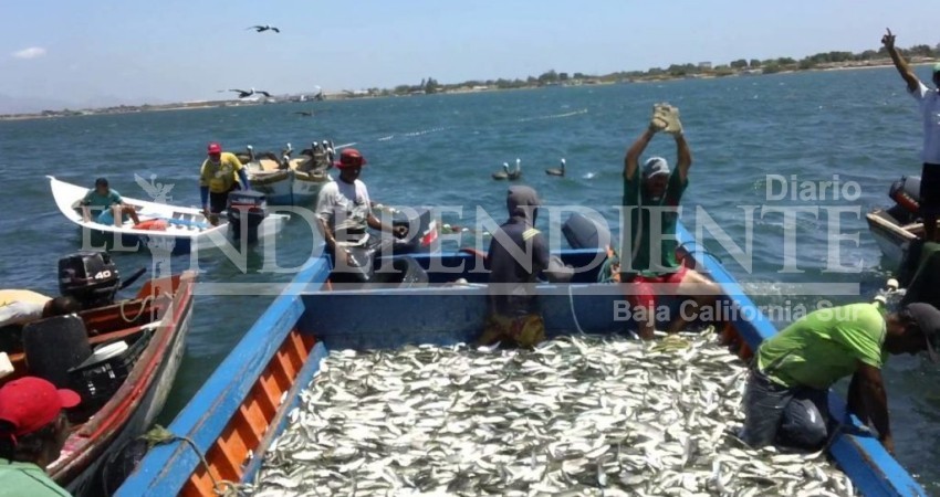 En 2017 aumentó más del 70% la producción de sardina en la entidad