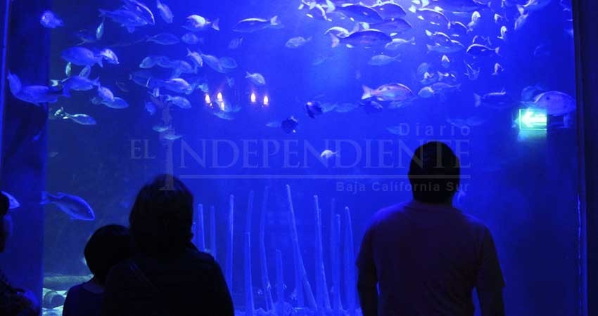 Por revisarse el plan de acción para construcción de Los Cabos Aquarium
