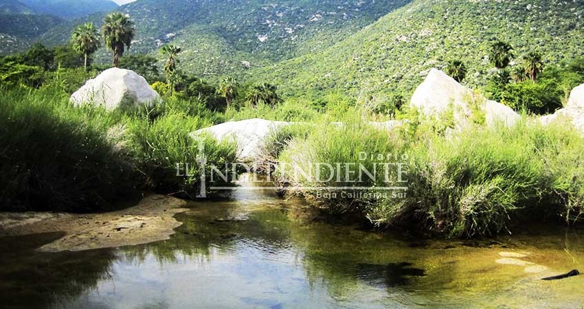 Preparan ambientalistas amparo contra ley de biodiversidad