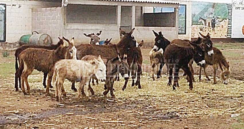 El burro mexicano, otro animal en peligro de extinción