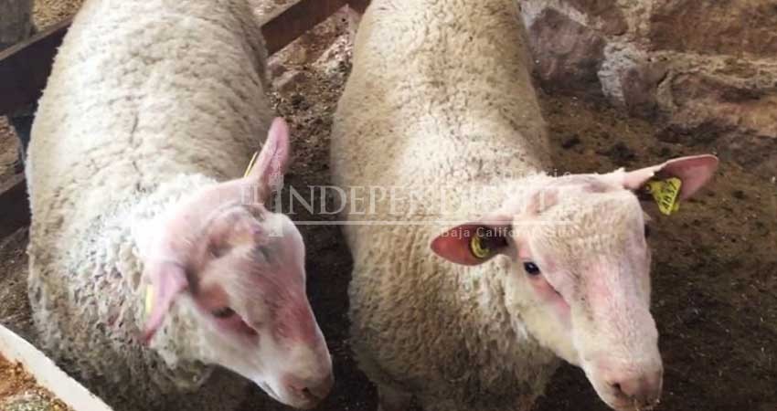 Estudia UABCS presencia de parásitos gastrointestinales y hepáticos en borregos estabulados
