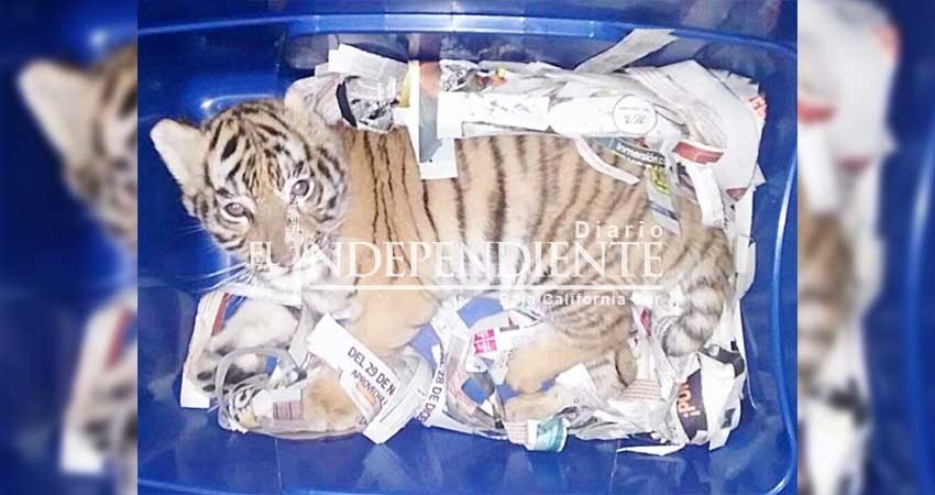 Binomio canino ubica a tigre de bengala empaquetado en Jalisco