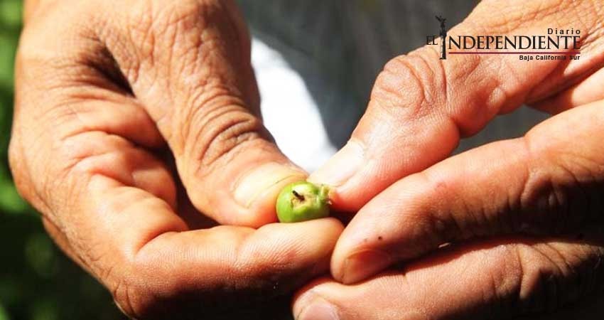 Café, segunda bebida más consumida en el mundo