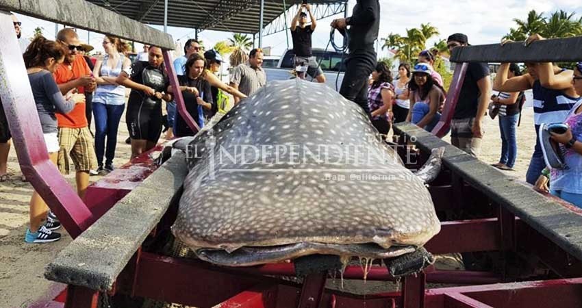 Muerte de tiburón ballena fue por causas ajenas a dragado: ONG