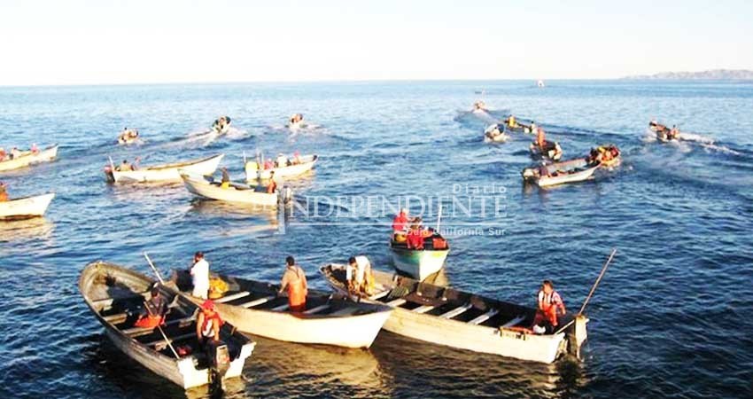 Se afectaría a 3 mil ribereños en BCS el prohibir pesca de tiburones y rayas