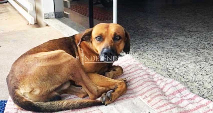 Perrito lleva 4 meses esperando a su dueño en la puerta del hospital