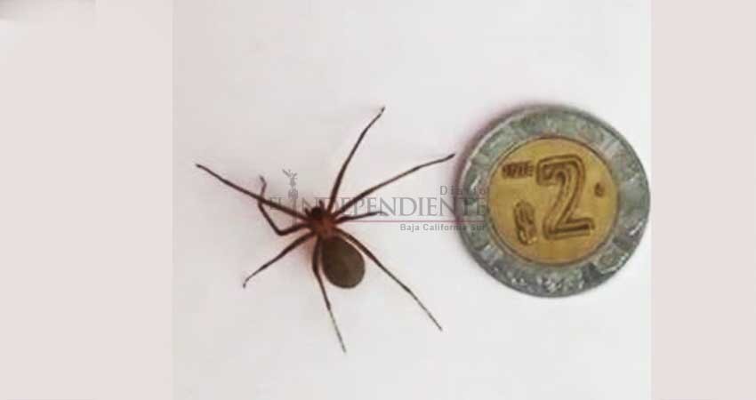 Al borde de la muerte por una mordedura de araña violinista en SJC