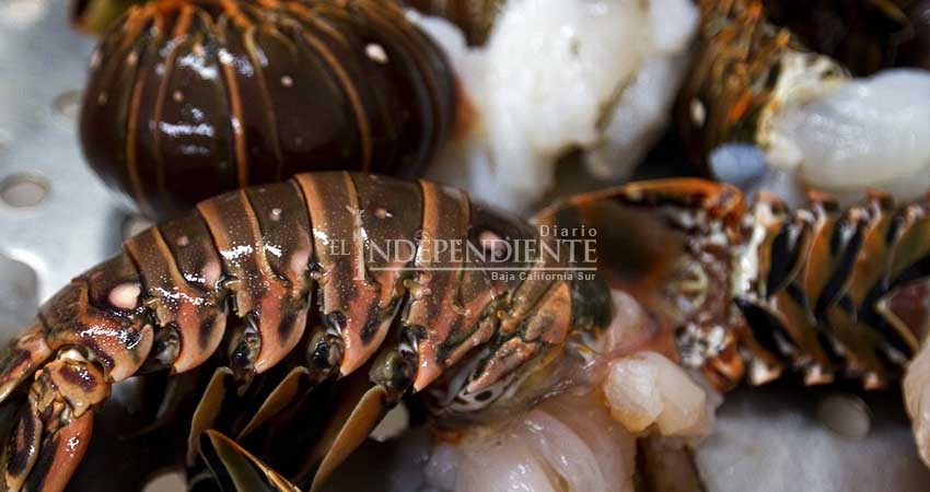 Más del 85% de la langosta sudcaliforniana se exporta a Asia